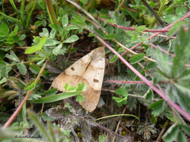 Id moth